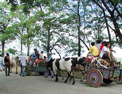 Typical Costa Rican ox-drawn carts carry wood during an annual festival in Nicoya, Guanacaste.