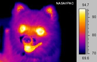 Image of a small dog taken in mid-infrared ("thermal") light (false color)