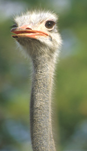 Head of an ostrich