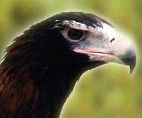 Closeup view of an Australian Wedge-tailed Eagle showing the hooked beak.