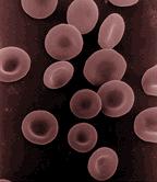 Human red blood cells
