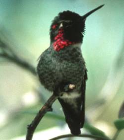 Photo: Hummingbird