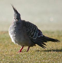 image:Crested-Pigeon-240.jpg