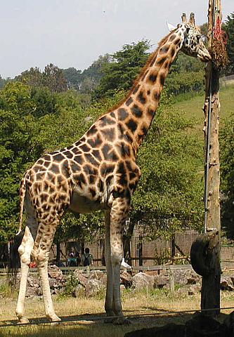 image:Giraffe.zoo.333.jpg