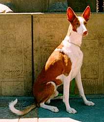 Podenco Ibicenco, or the Ibizan Hound, believed to have originated in , may actually be a more recent breed. 