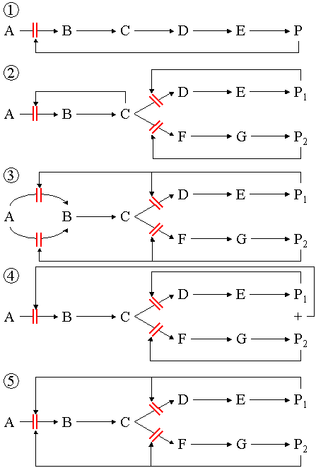 Figure 3: Common feedback inhibition mechanisms, (1) The basic feedback inhibition mechanism, where the product (P) inhibits the committed step (A->B). (2) Sequential feedback inhibition. The end products P1 and P2 inhibit the first committed step of their individual pathway (C->D or C->F). If both products are present in abundance, all pathways from C are blocked. This leads to a buildup of C, which in turn inhibits the first common committed step A->B. (3) Enzyme multiplicity. Each end product inhibits both the first individual committed step and one of the enzymes performing the first common committed step. (4) Concerted feedback inhibition. Each end product inhibits the first individual committed step. Together, they inhibit the first common committed step. (5) Cumulative feedback inhibition. Each end product inhibits the first individual committed step. Also, each end product partially inhibits the first common committed step.