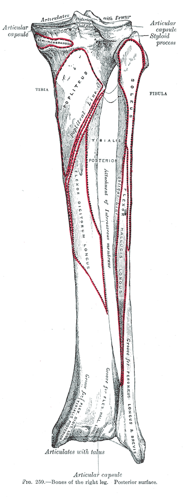 image:Gray259.png