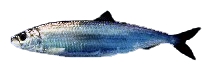 , Clupea harengus, the most abundant fish species in the world.