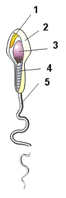 Schematic diagram of a sperm cell, showing the (1) , (2) , (3) , (4) , and (5)  (tail)