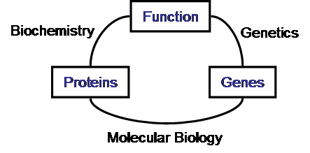 Schematic relationship between biochemistry, genetics and molecular biology