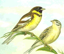  Yellow-Breasted Bunting