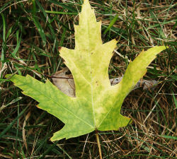Fallen leaf of a maple. Note areas where chlorophyll (green) has been destroyed now appear yellow.