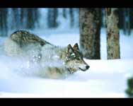 a wolf running in snow