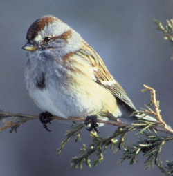 image: Americantreesparrow36.jpg