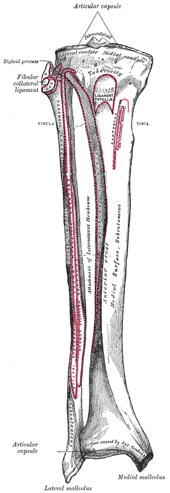 image:Gray258.png