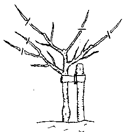 Image:Pruningyear3.png
