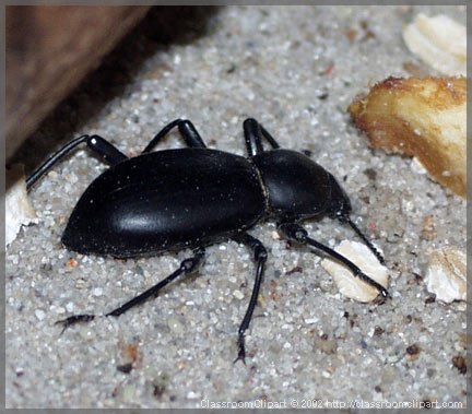 Picture of a beetle. Image provided by Classroom Clip Art (http://classroomclipart.com)