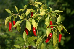 Chile peppers growing in 