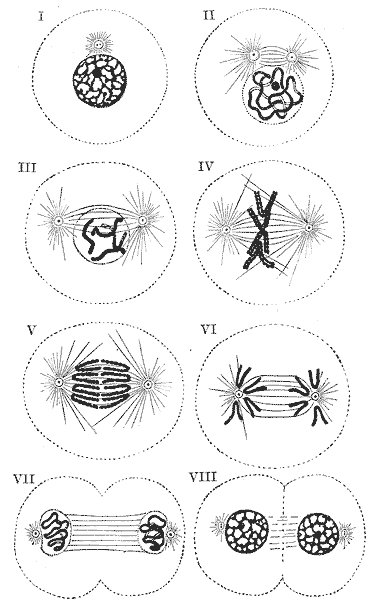 Diagram showing the changes which occur in the centrosomes and nucleus of a cell in the process of mitotic division. (Schä¦¥r.) I to III, prophase; IV, metaphase; V and VI, anaphase; VII and VIII, telophase.