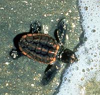 baby Loggerhead Sea Turtle