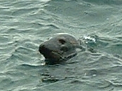 Grey seal photo