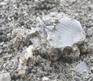 An example of Coquina with characteristic shell deposits