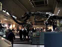 Hall of Dinosaurs