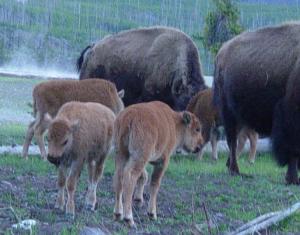 image:Baby Bison in Yellowstone-300px.JPG