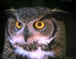 Image:Owl 123.jpg
