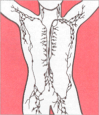 The human lymphatic system