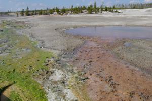 image:Algae on left bacteria on right at Norris Geyser Basin in Yellowstone-300px.JPG