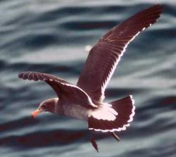 Photo:Subadult Heermann's Gull