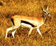 Image:Thompson's_Gazelle.jpeg