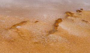 image:Bacteria mats near Grand Prismatic Spring in Yellowstone-300px.JPG