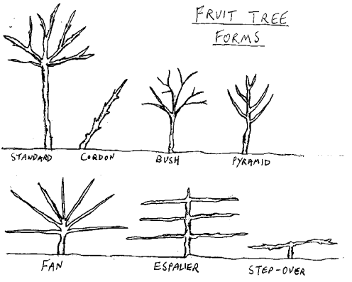 image:fruittreeforms.png