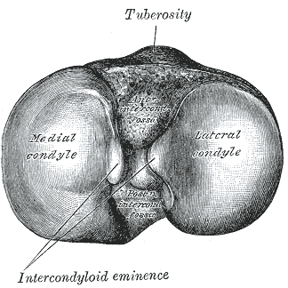 image:Gray257.png