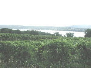 Vineyard near Keuka Lake 