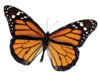 a Monarch butterfly