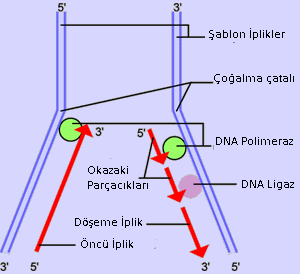 DNA replication.  In the first step, a portion of the double helix (blue) is unwound by a helicase. Next, a molecule of  (green) binds to one strand of the DNA. It moves along the strand, using it as a template for assembling a  (red) of  and reforming a double helix. Then a second DNA polymerase molecule (also green) is used to bind to the other template strand as the double helix opens. This molecule must synthesize discontinuous segments of polynucleotides (called ). Another enzyme,  (yellow), then stitches these together into the lagging strand.