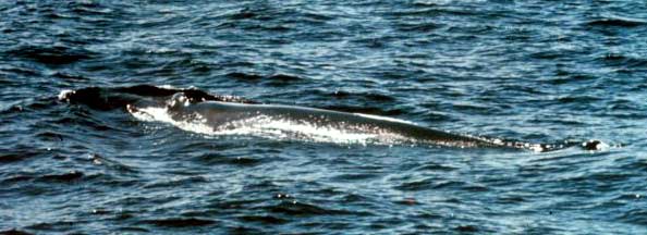 A surfacing Fin Whale