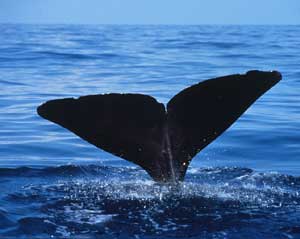 The fluke of a Sperm Whale as it dives into the Gulf of Mexico (courtesy NMFS)