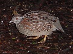 image:Painted_Buttonquail.jpg