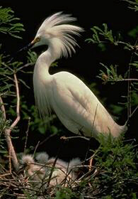 Photo: Snowy Egret