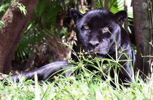 Melanistic form of Jaguar (Panthera onca), a larger relative of the puma.