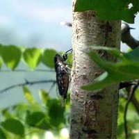 A 17-year Periodical cicada