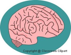 Human Brain.Image provided by Classroom Clip Art (http://classroomclipart.com)
