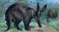 Cape Aardvark