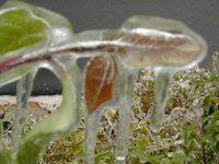 Plants wrapped in 6 mm (0.2 in.) of ice. Severe ice storms, which may occur in the spring, can kill plant life.