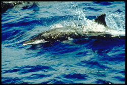 Rough-toothed Dolphin
