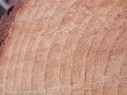 Growth rings of 